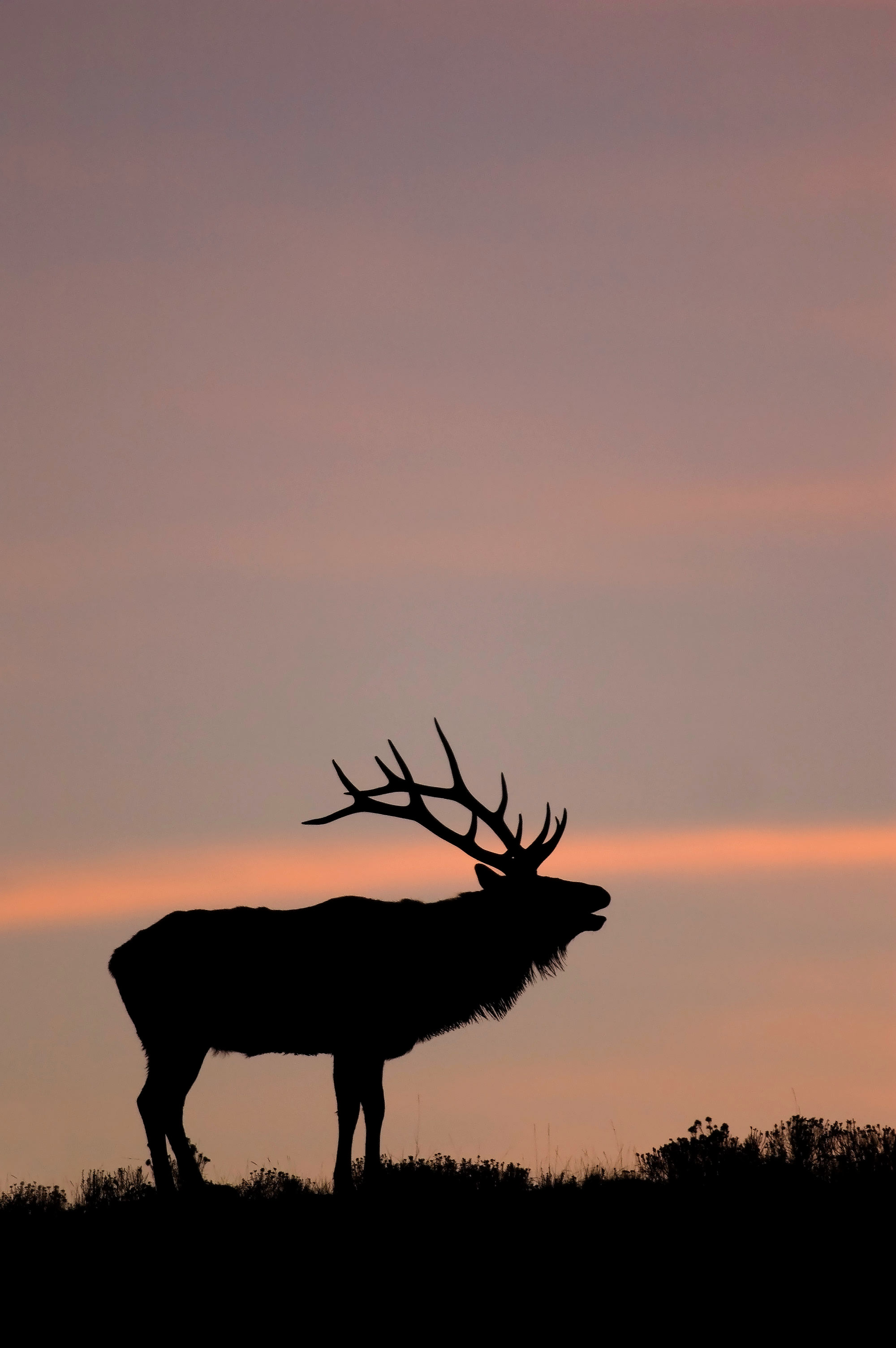 20 Cool Backgrounds Of Animals That Will Blow You Away Lions