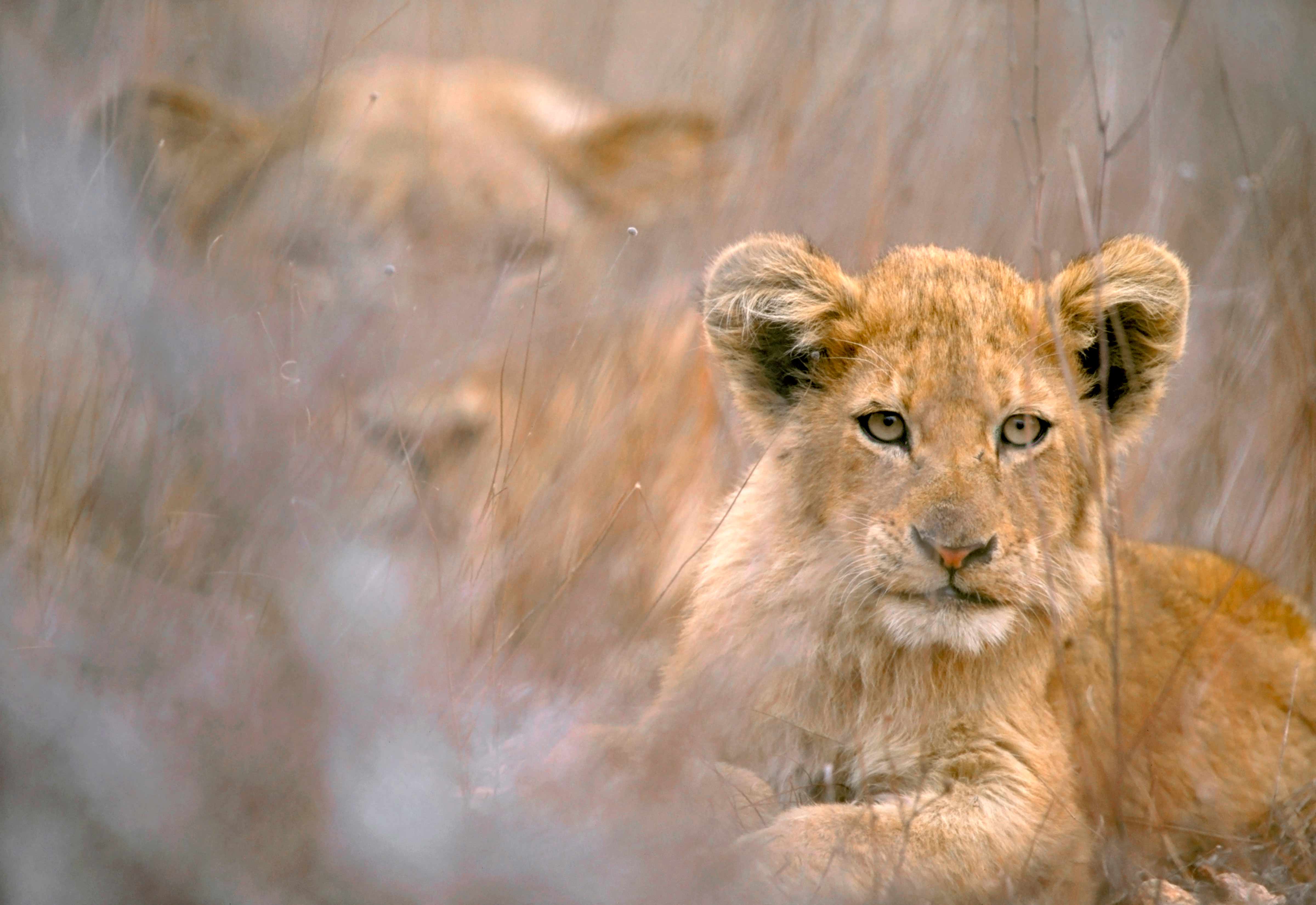 20 Cool Backgrounds Of Animals That Will Blow You Away Lions