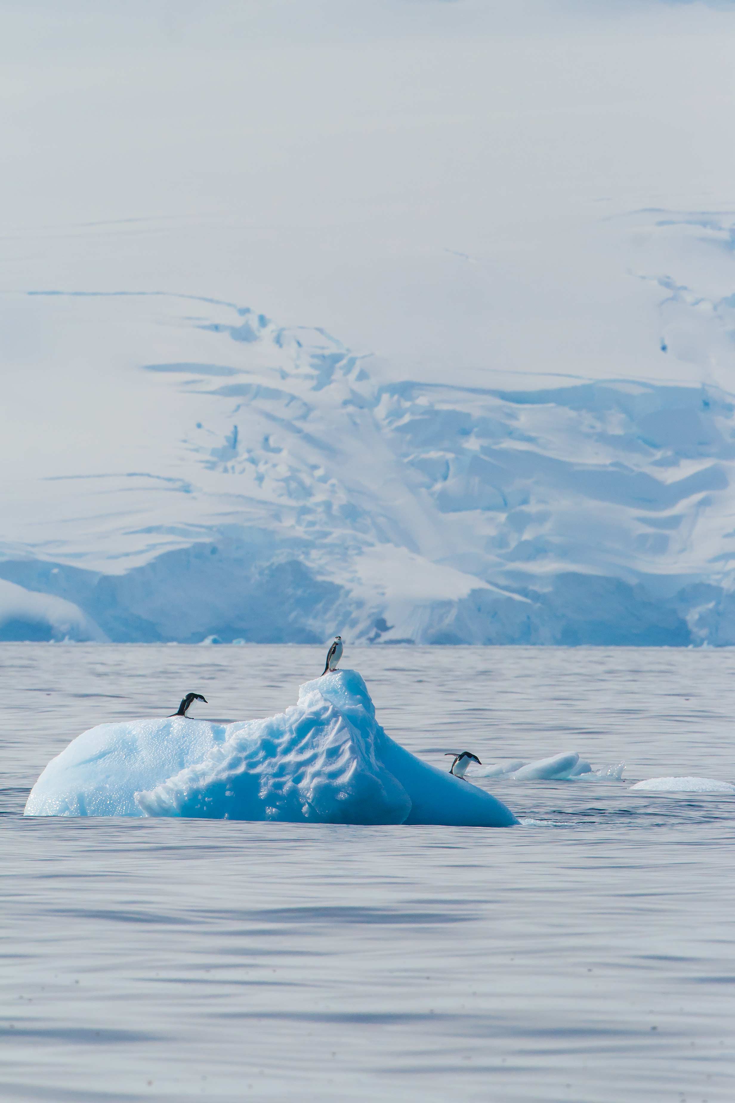 20 Cool Backgrounds Of Animals That Will Blow You Away Lions