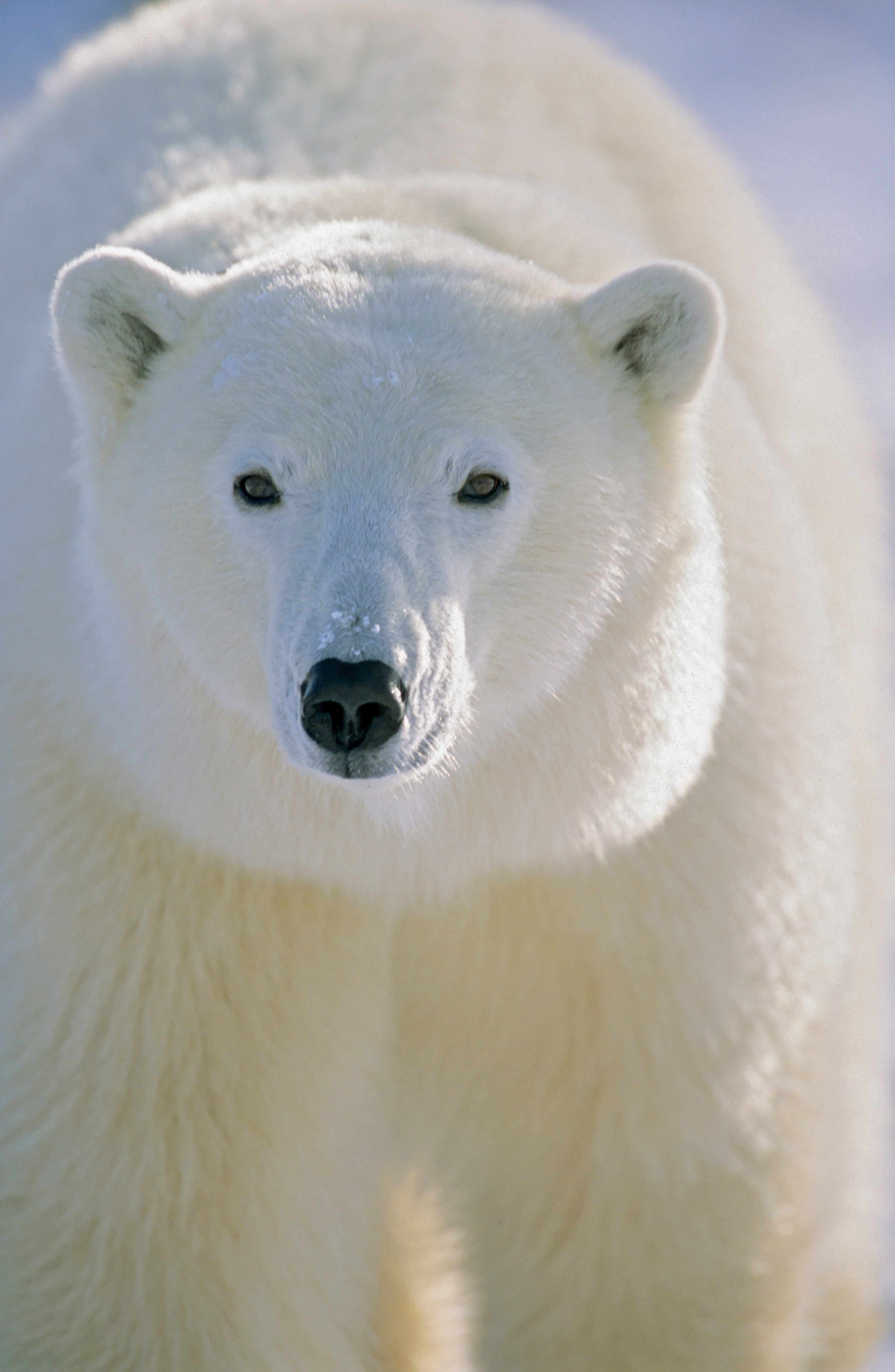 20 Cool Backgrounds Of Animals That Will Blow You Away Lions 20 Cool Backgrounds Of Animals That Will Blow You Away Lions