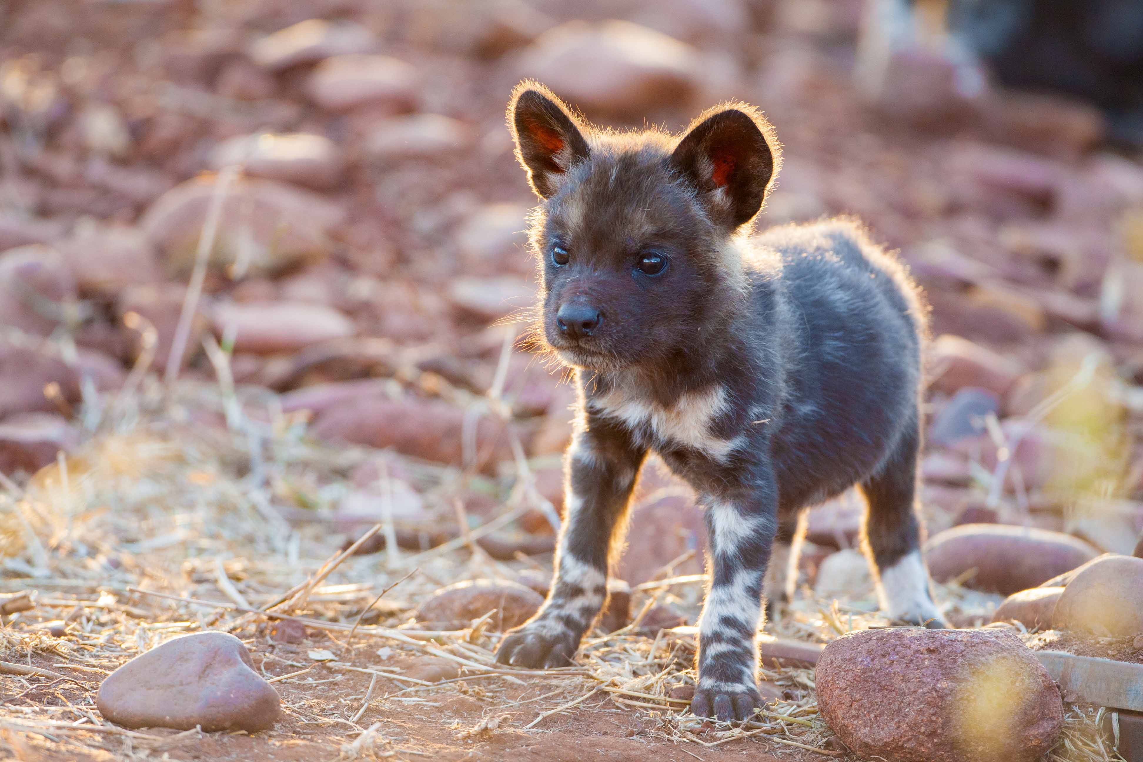 20 Cool Backgrounds  of animals  that will blow you away 