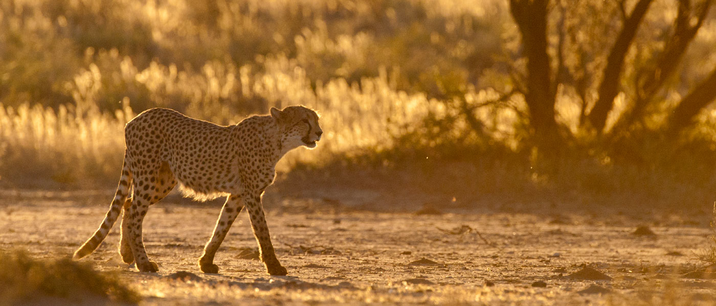 Your Botswana safari can help conservation