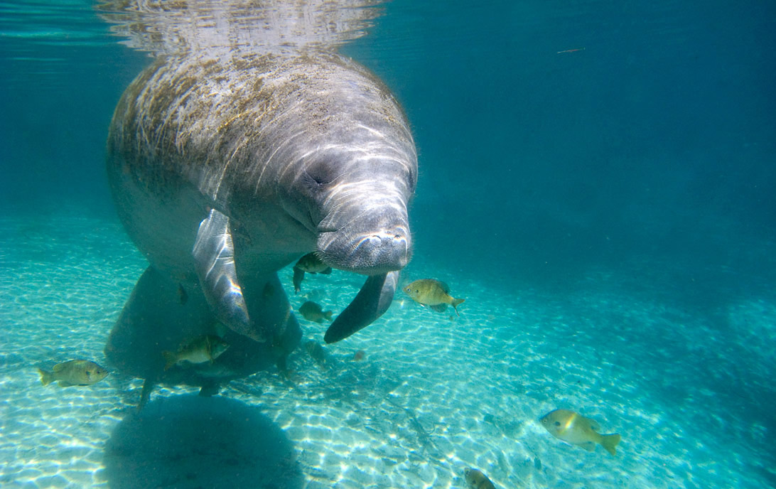 A manatee swimming in Three Sisters Spring, Crystal River, Florida