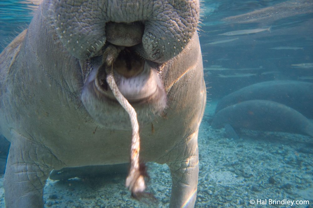 Manatee chewing rope