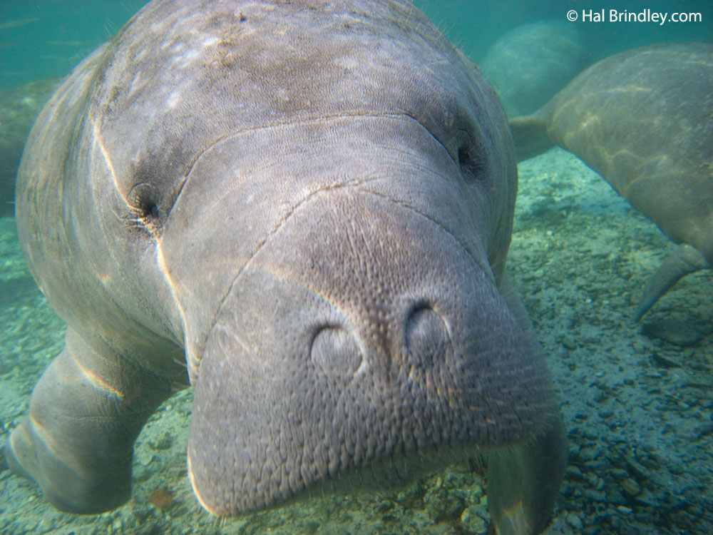 Sometimes manatees get so close, it's tough to keep them in the frame.