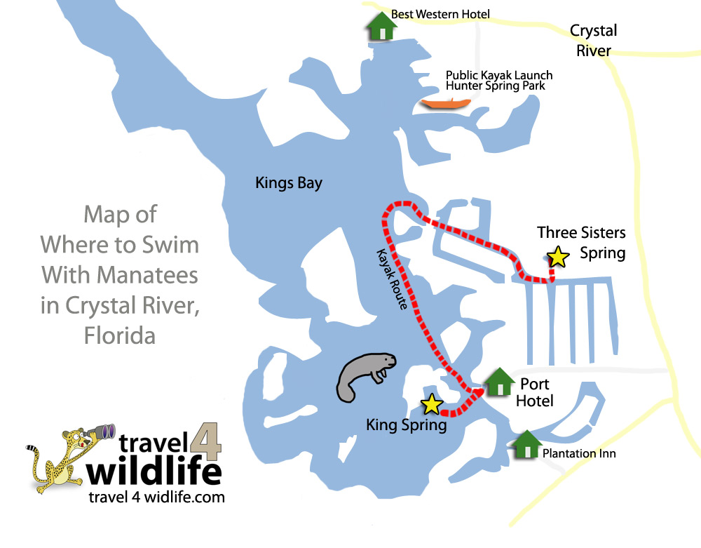 How To Swim With Manatees in Crystal River Florida Travel For Wildlife