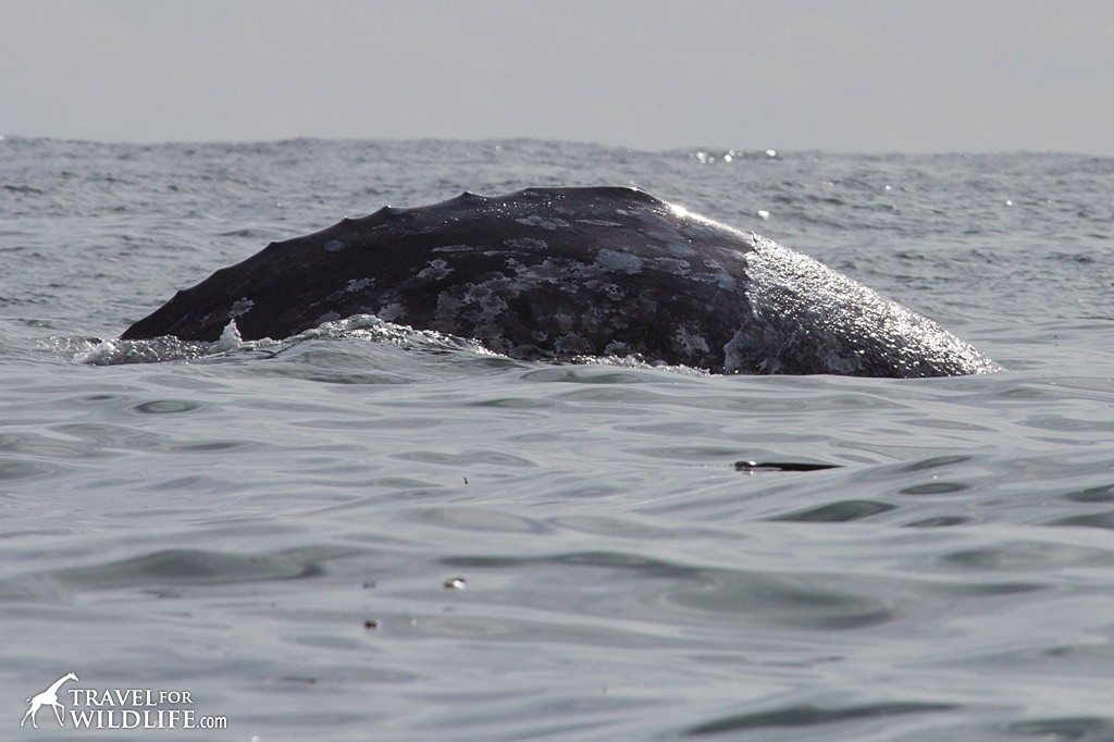 Whale watching in Tofino