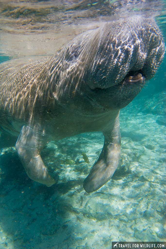 Manatee, Crystal River, Florida manatee, three sisters spring