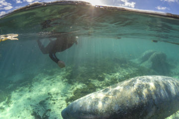 Split pic of tourist swimming with manatees