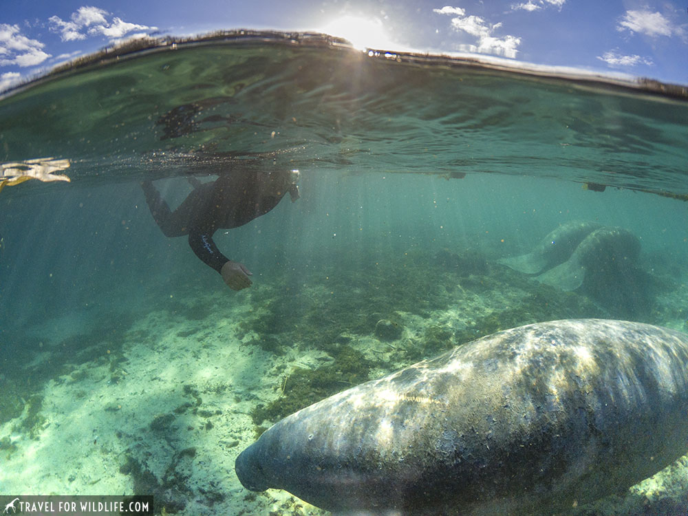 Crystal River Manatee Tour