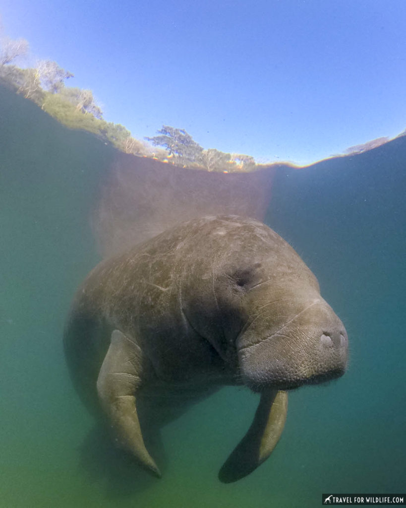 Manatee portrait