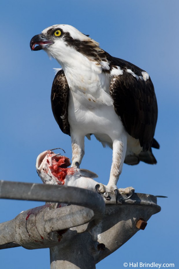 Osprey eating a fish at the Port Hotel in Crystal River