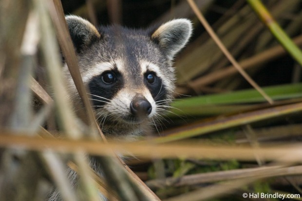 Raccoon foraging at low tide on Banana Island