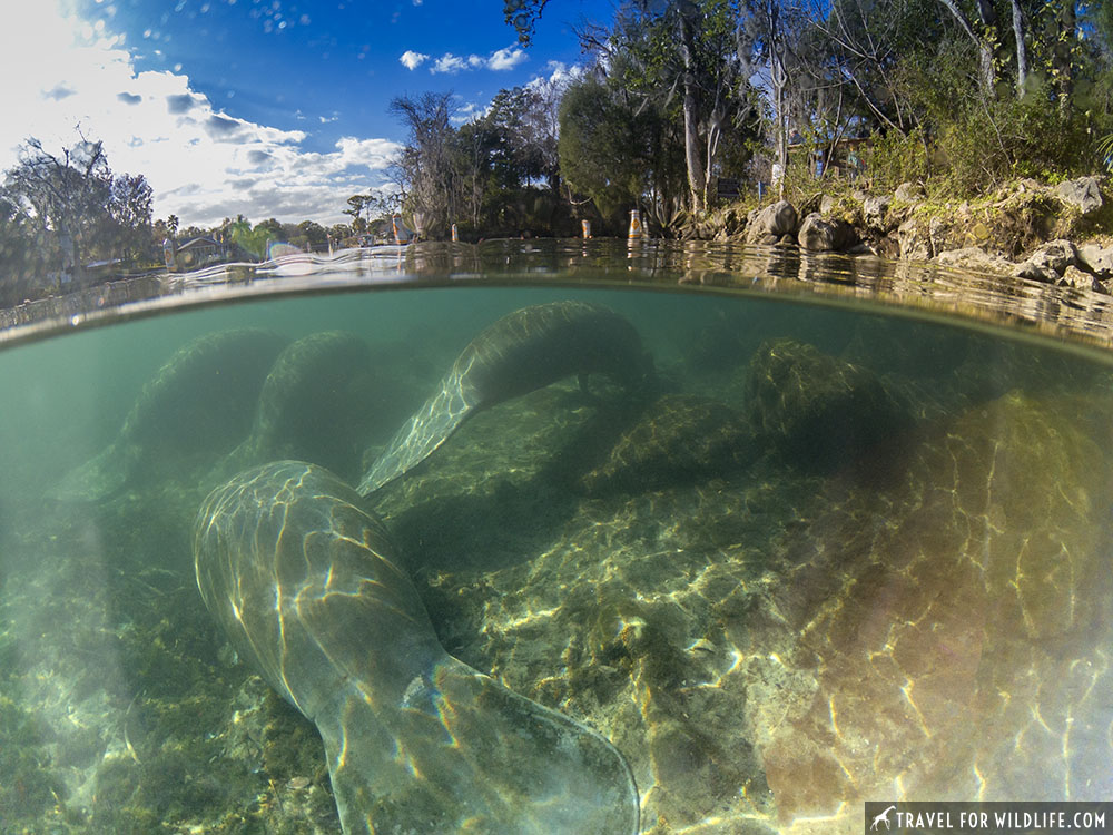 Split level of manatees resting