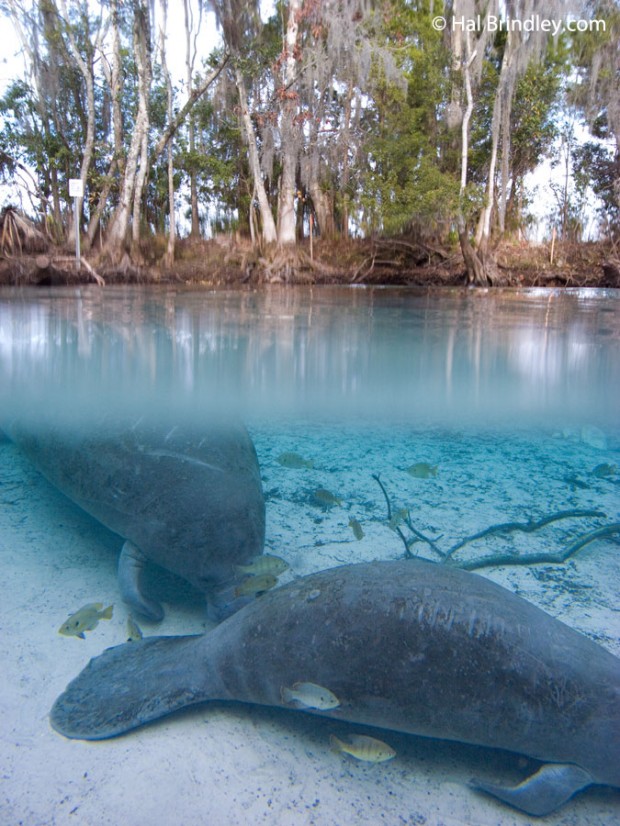 Manatees resting in a spring