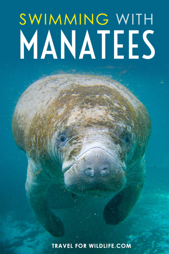 Swimming with manatees in Florida is one of the top wildlife encounters in the world when done respectfully. Here is our guide on where to go, where to stay, and how to swim with manatees#Florida