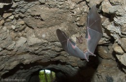 Bat flying through a tunnel in Tikal, Guatemala