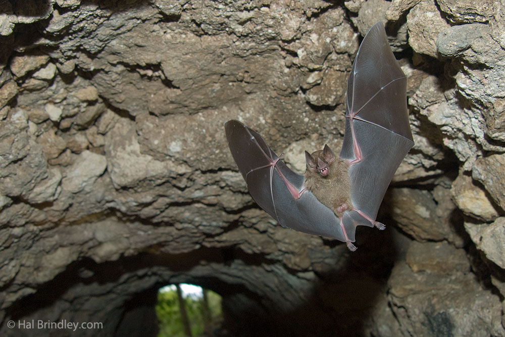 Bat flying through a tunnel in Tikal, Guatemala
