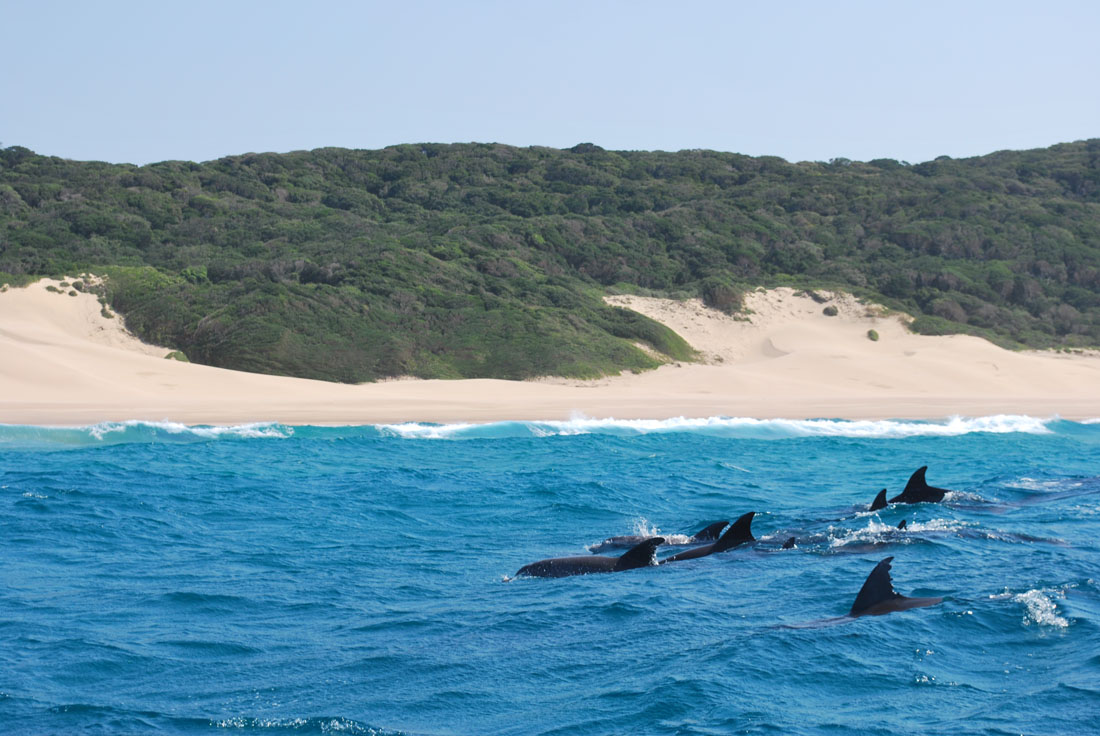 Swim with dolphins, Mozambique