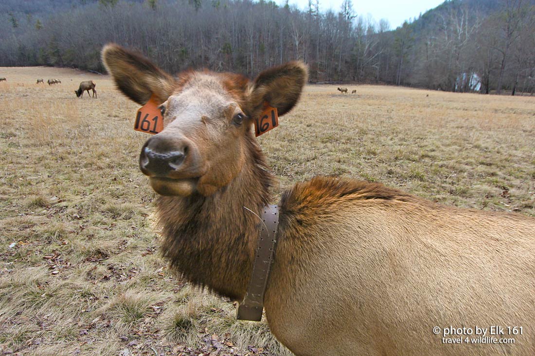 Elk self portrait in Great Smoky Mountains National Park