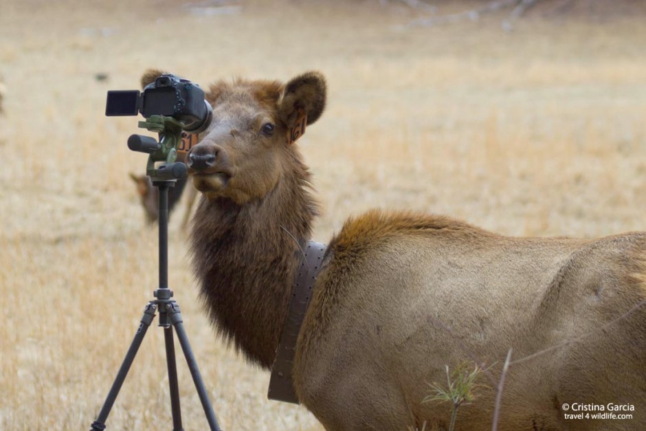 Some animals want to have their picture taken. Do them a favor and go on a wildlife photo safari.