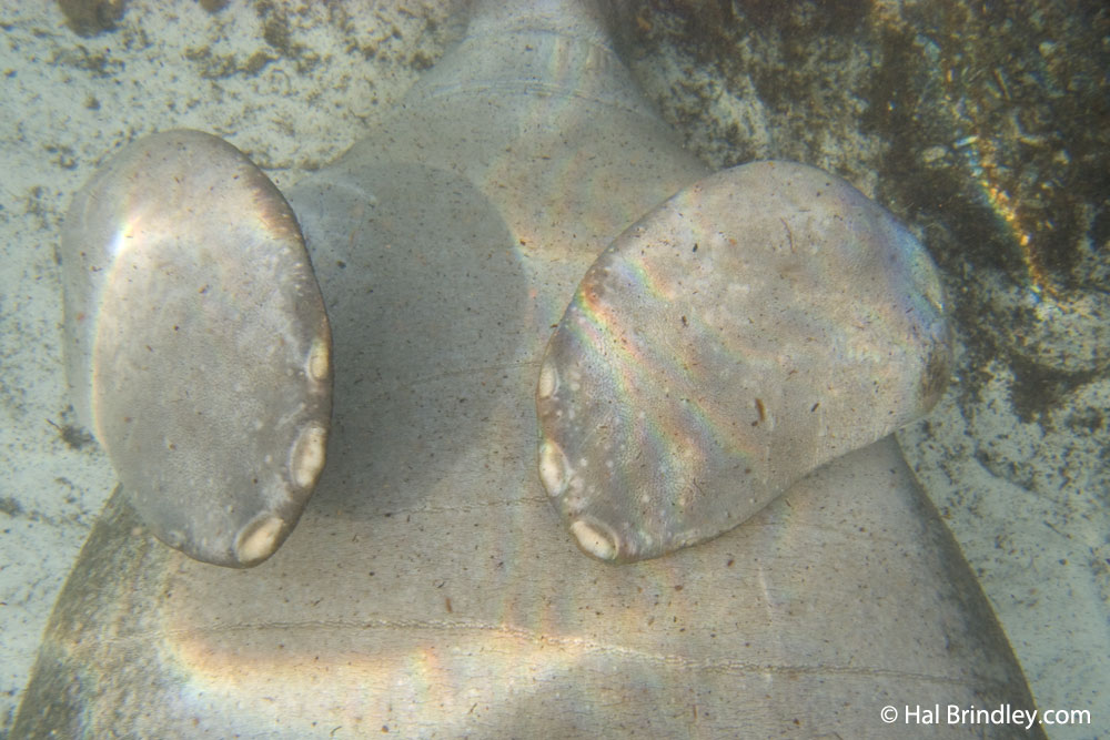 Manatee facts: fingernails