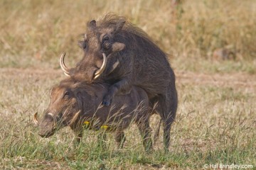 Warthogs in Love, South Africa