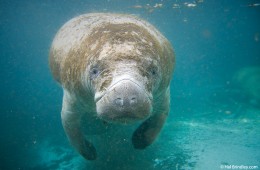 A manatee in the Three Sisters Spring in Crystal River Florida