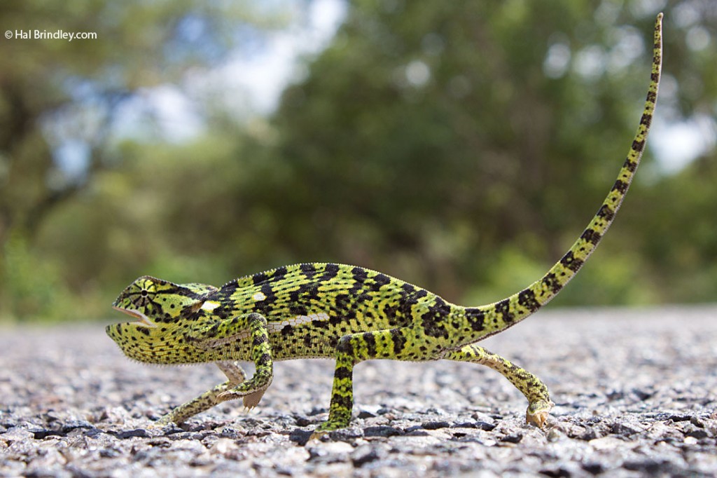 Flap-necked chameleon, Kruger