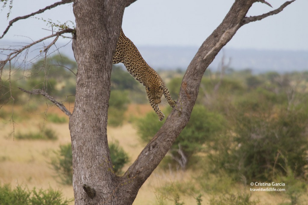 Leopard in Kruger, South Africa