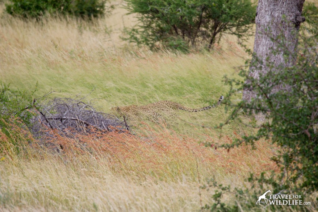 A leopard walking on the grass in Kruger