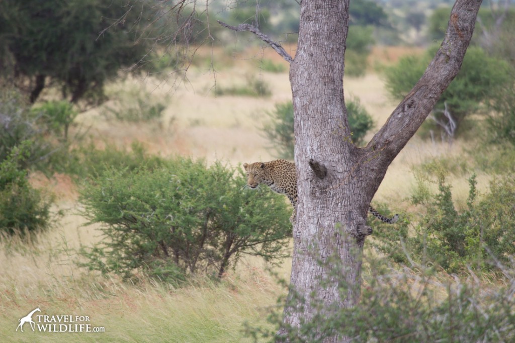 Seconds before the leopard jumped off the tree