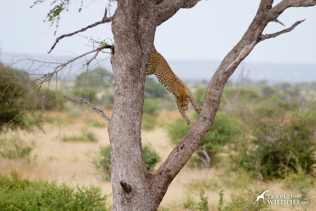 Leopards are easy to see on a Kruger safari
