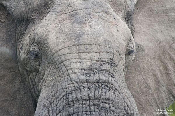 Elephant face close-up