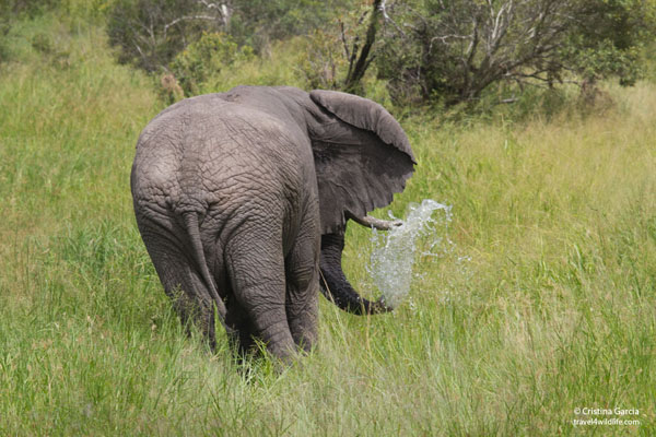 Elephant showering