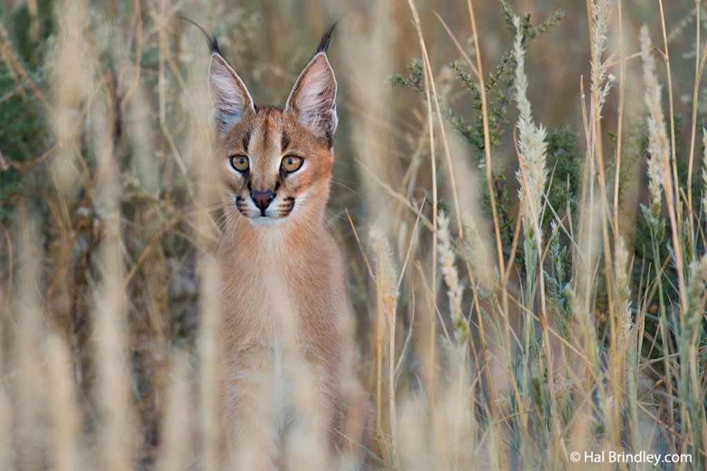 Caracal kitten