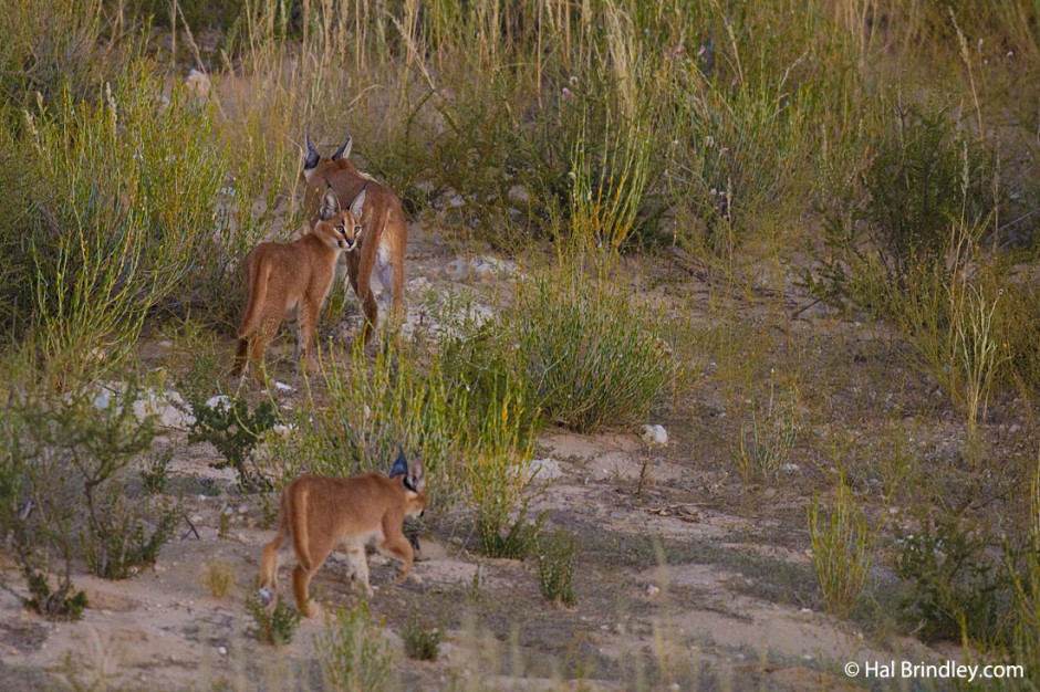 Caracal mother with two kittens in the Kgalagadi Transfrontier Park, South Africa