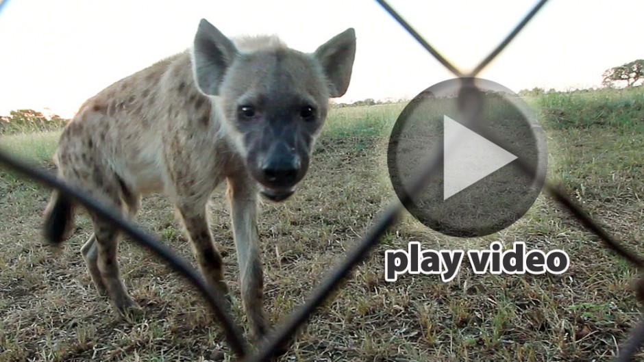 Hyena at the fence in Kruger National Park, South Africa