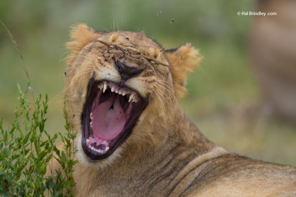 These cute lion cubs turned a bit frightening at sunset.