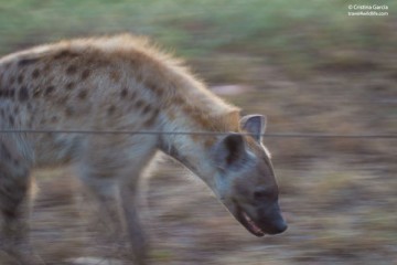 Spotted hyaena by the fence