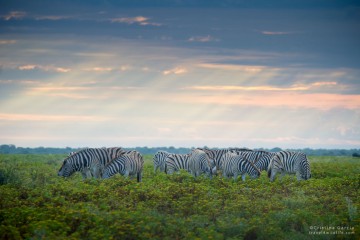 Zebras on a Stormy Afternoon, Etosha NP