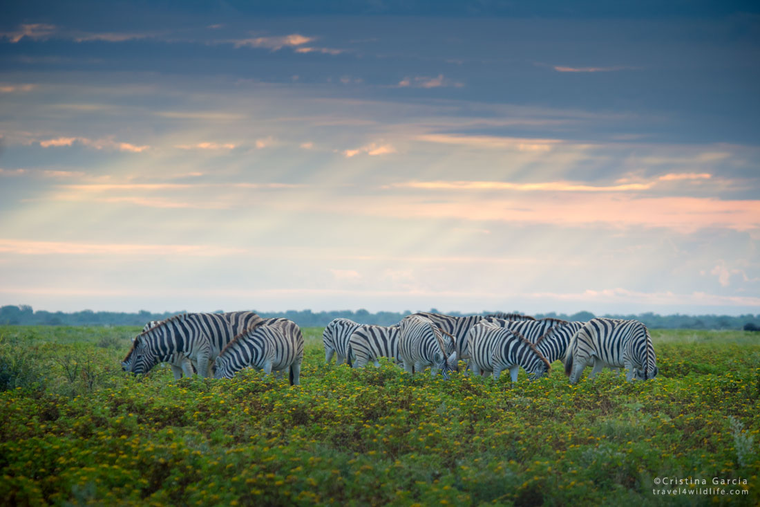 Zebras on a Stormy Afternoon, Etosha NP