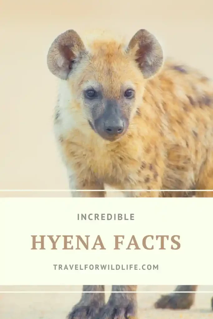 Female hyena