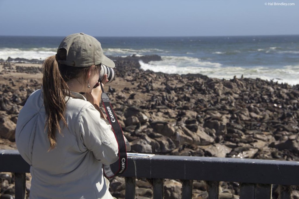 Photographing Cape Fur seals in Namibia
