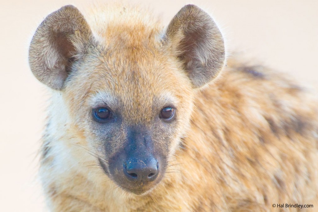 Spotted hyena facts