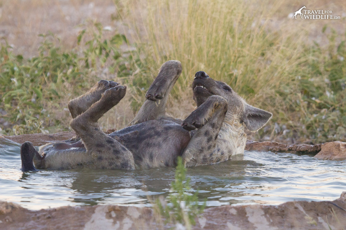 hyena bathing