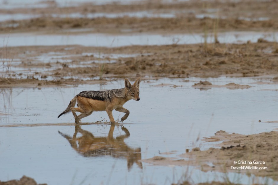Black-backed jackal walking across the Etosha Pan during the rainy season
