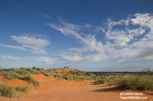 Kalahari red dune, Kgalagadi Transfrontier Park
