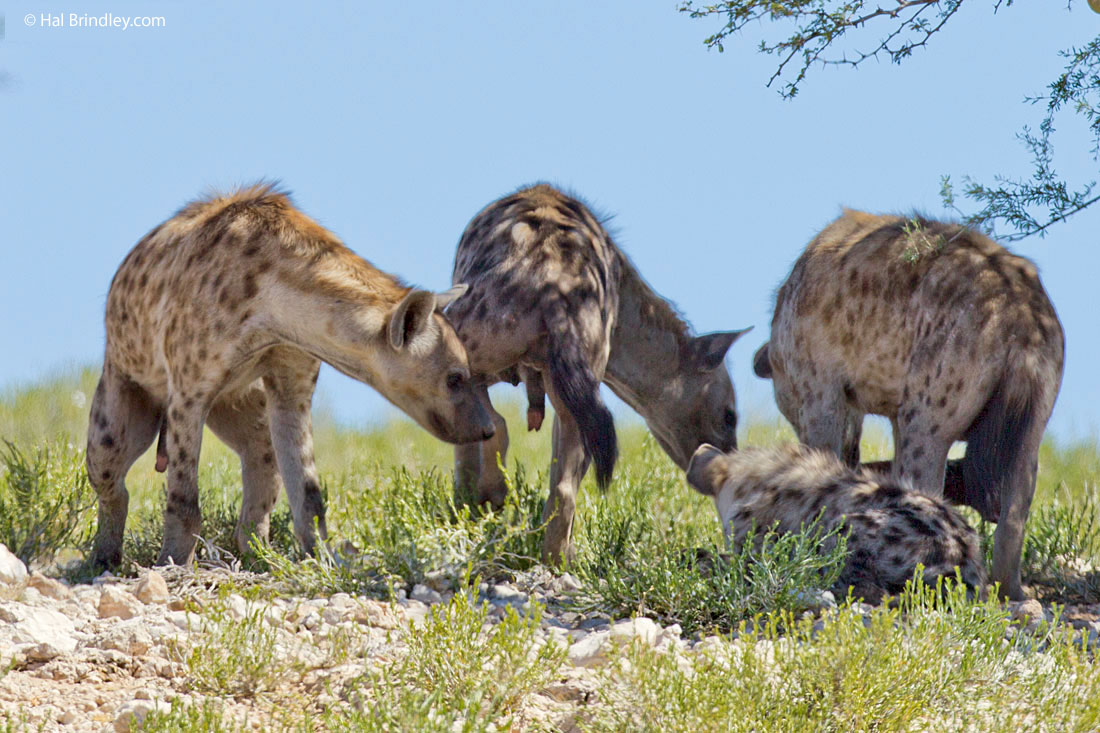 Sexually mature female hyaena (center) exhibiting opening at the end of pseudopenis.