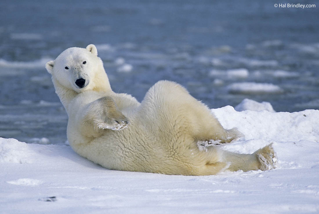 Photo of the Week: Polar Bear in Churchill Manitoba, Canada